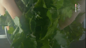 【面皮】1.鍋中水開時(shí)，放挑揀好的艾草和一撮小蘇打，第一遍煮開后倒掉，重新加水大火煮開后，小火煮1小時(shí)。煮爛的艾草用紗布瀝干。